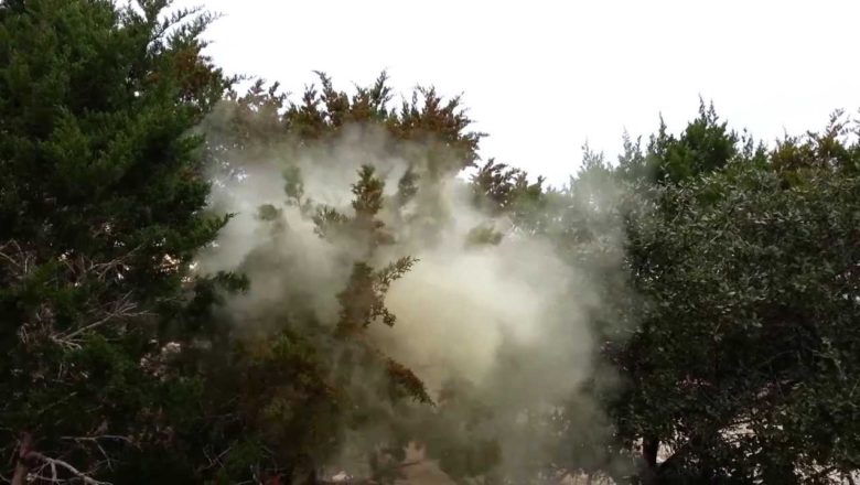 What Is Mountain Cedar Allergies; How To Counter It