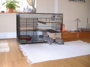 rabbit cage