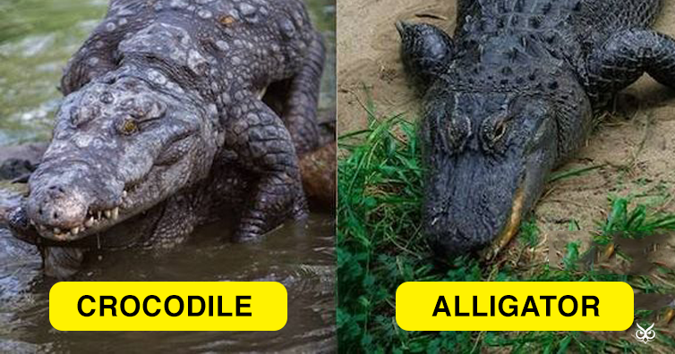 Alligator VS Crocodile Differences And Similarities Funender Com Alligator VS Crocodile Differences And Similarities Funender Com