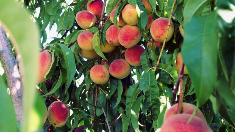 How to Grow Organic Peach Trees in the Home Garden