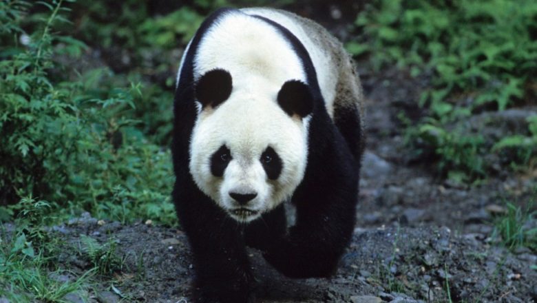 Using New Scientific Techniques to Help Save the Giant Panda