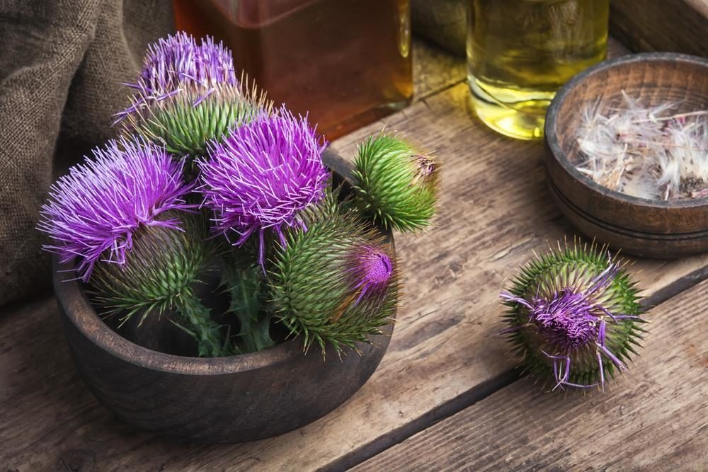 Milk Thistle Folk Medicine : Stay Healthy with Traditional Herbalism