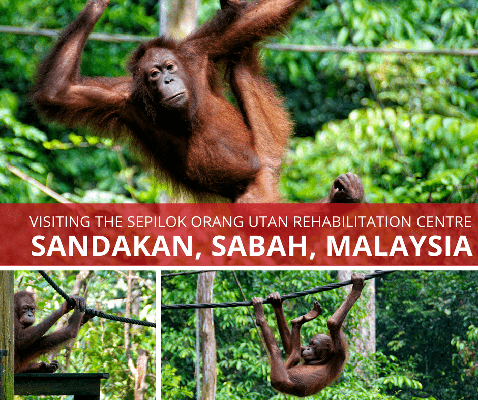 Orang Utans in Sepilok Top 7 Things to Do When You Visit Malaysia