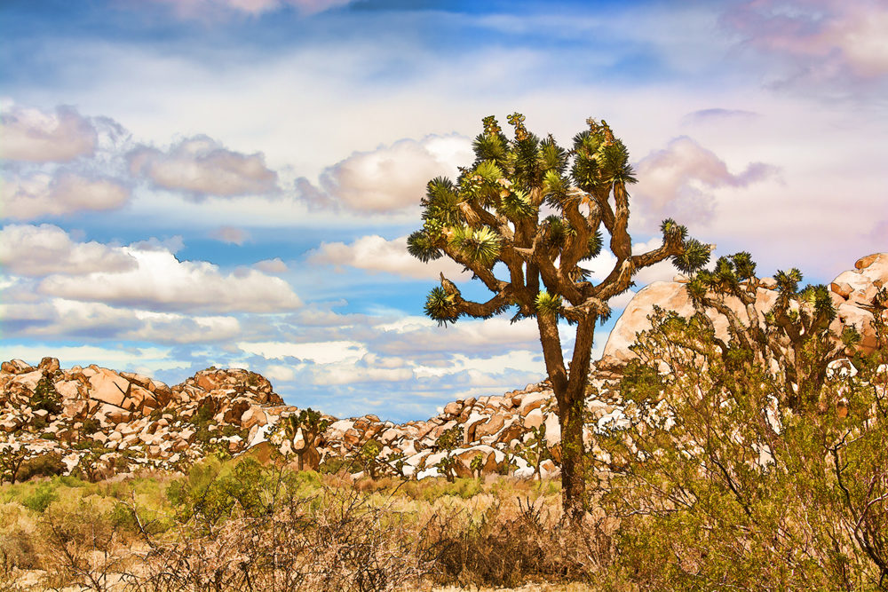 Photographers-The Plein air photography