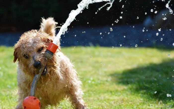 How to Keep Your Dog Safe This Summer