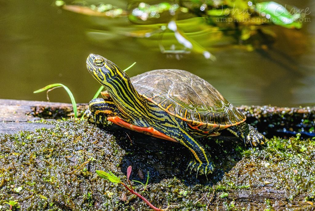 Western painted turtle, native to North America