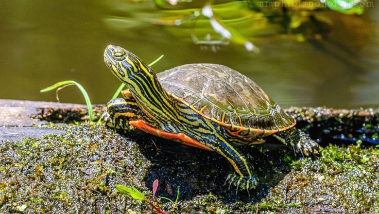 Western painted turtle, native to North America