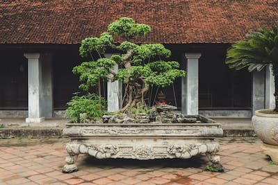 Art of bonsai: How to create miniature trees in own home